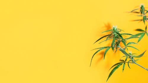 Cannabis medicinal e trabalho: Maryland propõe proteção a empregados nos EUA