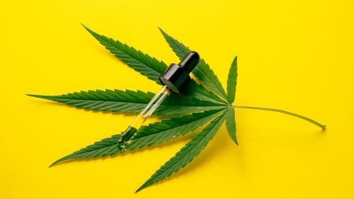 Imagem da noticia: Pesquisa indica que cannabis medicinal pode substituir opioides e outros fármacos prescritos