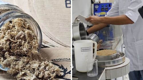 Imagem da noticia: Pesquisa da UFV avalia uso de fibras de cânhamo para reforçar papel reciclado