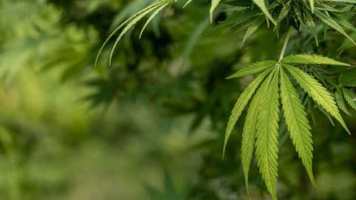 Consumo de cannabis segue estável na Europa, mas cidades mostram tendências opostas