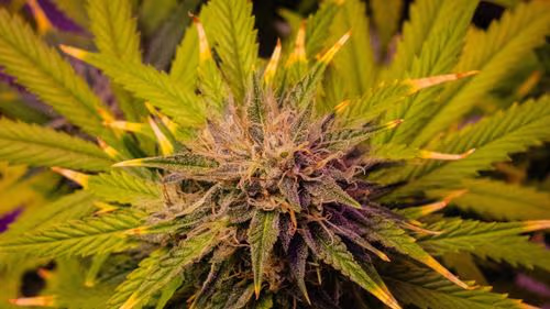 Imagem da noticia: Cannabis sem fronteiras: por que o 420 não é igual em todos os países