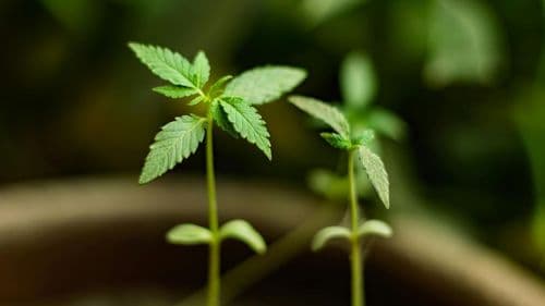 Imagem da noticia: França: medida de Macron contra cannabis enfrenta críticas por ineficiência