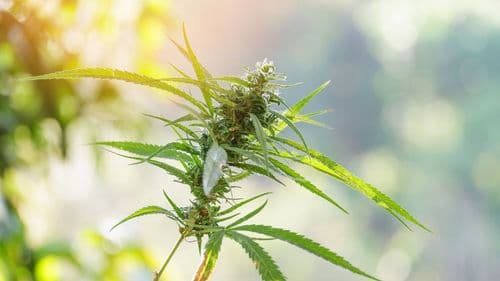 Vendas de cannabis na Nova Escócia crescem 10% no 3º trimestre