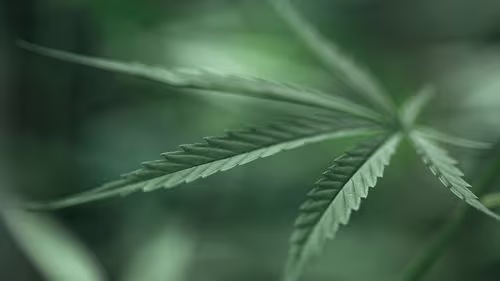 Imagem da noticia: Cannabis medicinal avança entre decisões judiciais e novo marco da Anvisa
