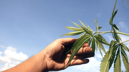 Associações estruturam produção e padrões de qualidade na cannabis medicinal no Brasil