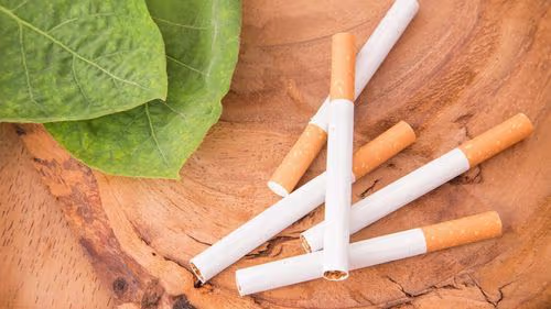 qua - Plantas são transformadas em biofábricas de psicodélicos, revela estudo