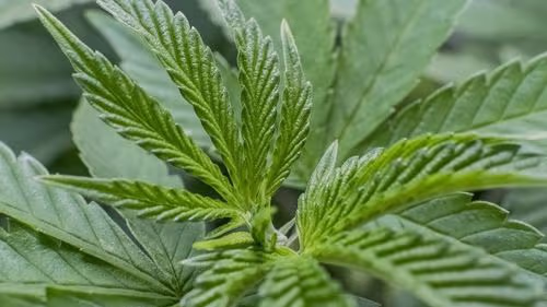 Medida de Trump sobre cannabis é vista como popular e favorável a pacientes