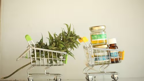 Produção de cannabis cresce e pressiona mercados internacionais