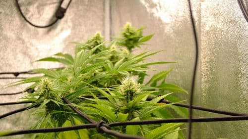 Rótulos de cannabis entram em debate entre especialistas nos EUA