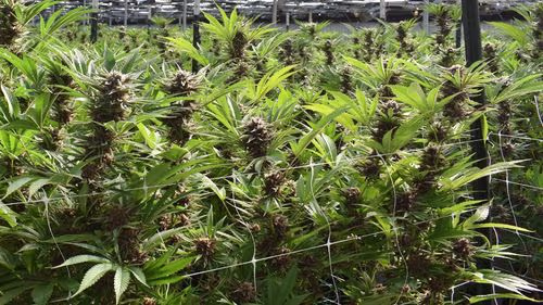 Imagem da noticia: Cannabis no Brasil: associações avançam com apoio científico