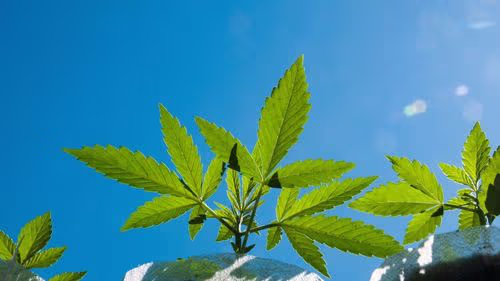 Mudança na lei dos EUA leva DEA a abrir cadastro para empresas de cannabis medicinal