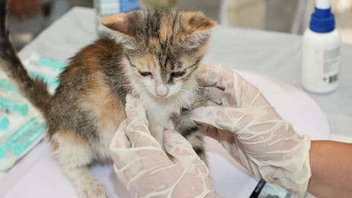 Imagem da noticia: Apresentações farmacêuticas de Cannabis spp. para animais - formas de administração, compostos e aplicações clínicas na medicina veterinária