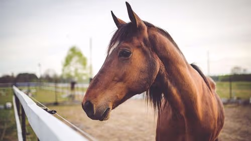 Imagem da noticia: Veterinária explica como a cannabis atua na dor e no comportamento de cavalos