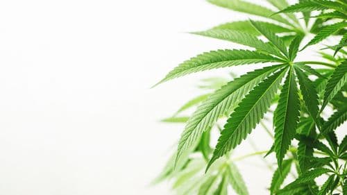 Imagem da noticia: Cannabis na Pensilvânia enfrenta possível veto de candidato ao governo