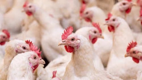 Imagem da noticia: Frango turbinado? Estudo mostra como a cannabis pode mudar a qualidade da carne