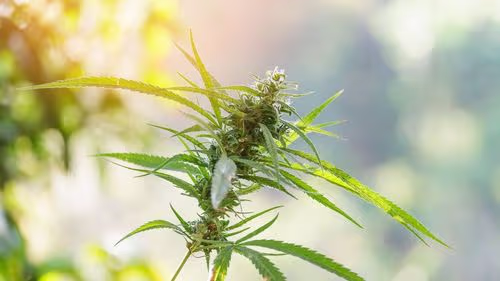 Imagem da noticia: Brasil consolida mercado de cannabis medicinal mais maduro e estruturado