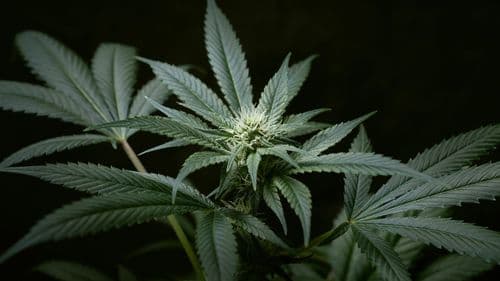 Ilha caribenha discute regras para mercado de cannabis medicinal e adulto