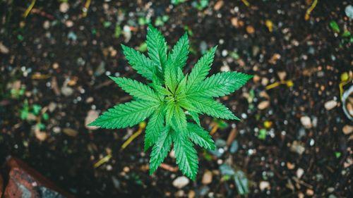 DNA requests STJ authorization for regulatory sandbox after delay in hemp regulation