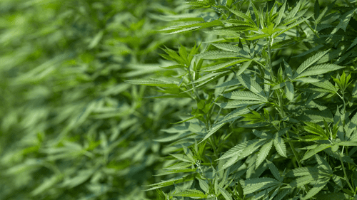 Imagem da noticia: Quatro estados nos EUA avançam projetos para permitir uso em hospitais