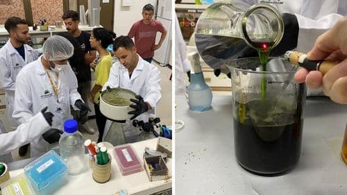 Imagem da noticia: UnB lança Observatório de Cannabis para legitimar produção nacional e mapear uso terapêutico