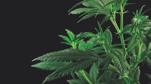 Imagem da noticia: Legalização da cannabis na Virgínia ganha novo fôlego após votação histórica