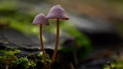 Imagem da noticia: Psilocibina na Finlândia: cogumelos psicodélicos seguem proibidos por lei