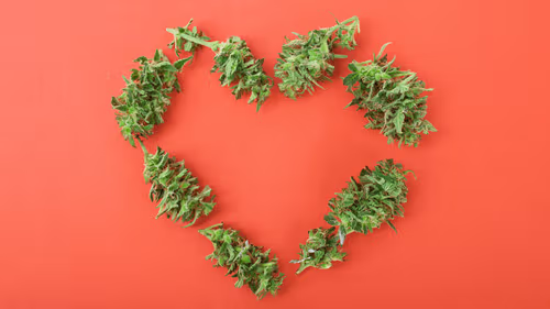 Imagem da noticia: Adultos de 30 anos apresentam padrões de menor risco no uso de cannabis, mostra estudo