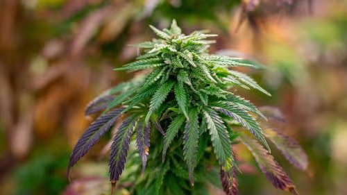 Imagem da noticia: Carolina do Norte enfrenta mercado ilegal de US$ 3,2 bi e discute legalização da cannabis