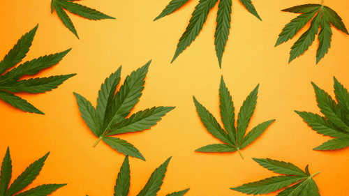 Imagem da noticia: Legalização da cannabis pode reduzir uso de opioides, aponta estudo com 28 mil pessoas