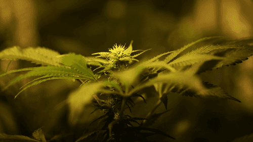 Imagem da noticia: Após regulamentação, cresce pedido para revisar penas por cannabis no Gana