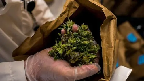 Imagem da noticia: Estudo mostra que usuários frequentes podem ultrapassar limites legais de THC mesmo após abstinência