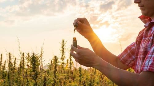 Masterclasses gratuitas conectam ciência e prática na cannabis medicinal