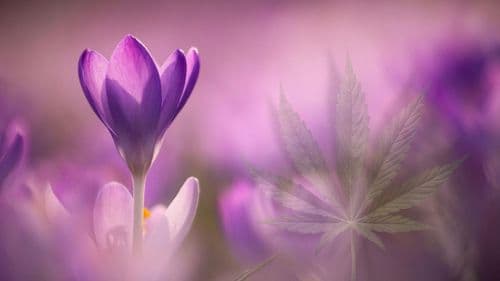 Imagem da noticia: Março Roxo reforça debate sobre epilepsia e cannabis