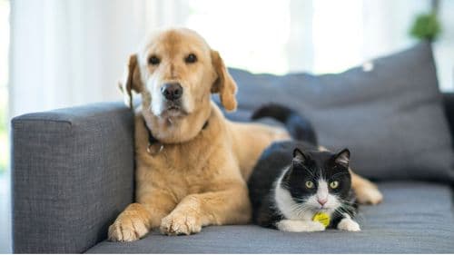 Imagem da noticia: Vettiva e Ourofino firmam parceria estratégica para fortalecer saúde animal no Brasil