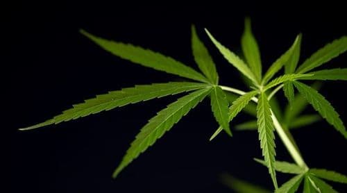 Criança fica livre da epilepsia com o uso do canabidiol