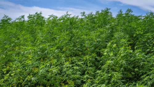 Na África, Botswana se destaca ao lançar projeto piloto de cultivo de cannabis