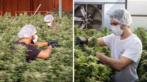 Imagem da noticia: Operação policial no interior de São Paulo apreende medicamentos e insumos da associação Santa Gaia