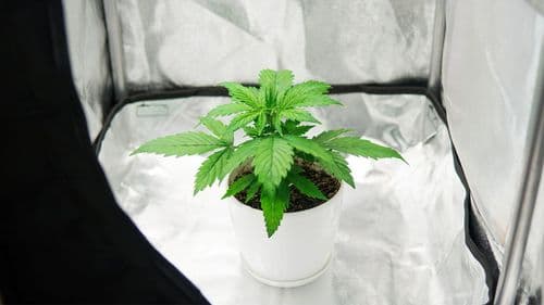 Imagem da noticia: Paciente com quadro clínico complexo consegue habeas corpus para cultivo de cannabis no Rio