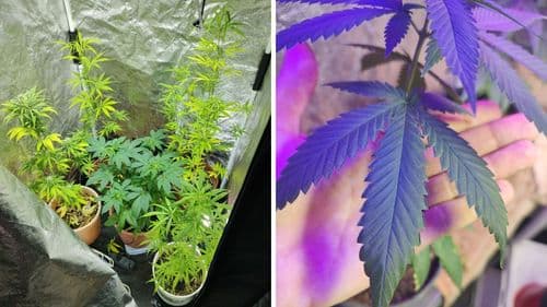 Os perigos que ninguém te conta sobre cultivar cannabis em casa, mesmo com autorização