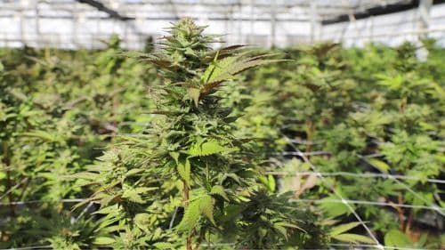 Ministério da Agricultura confirma regulamentação do cultivo de cânhamo até 19 de maio