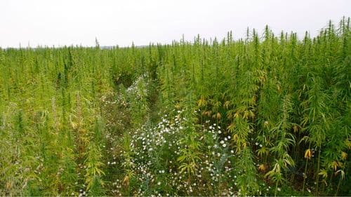 Equador avança com 2.300 hectares de cultivo de cânhamo e novo manual técnico