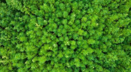 Cultivo de cânhamo industrial pode tornar o Paraguai como um país carbono neutro