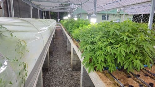 Projeto da UFV pode desembarcar nos EUA, China e Europa