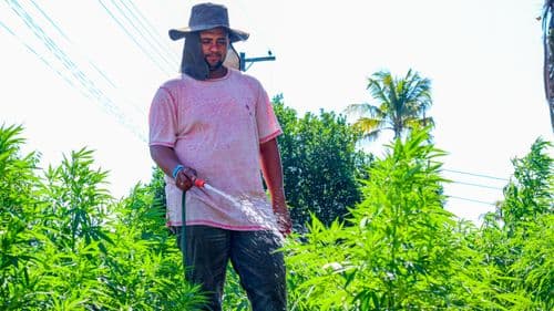 Rio de Janeiro avança em pesquisa sobre cannabis medicinal com parceria entre UFRRJ e associação de pacientes