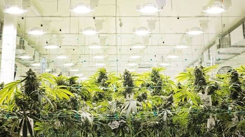 Imagem da noticia: Empresa de cannabis medicinal investe 2,3 milhões em Portugal