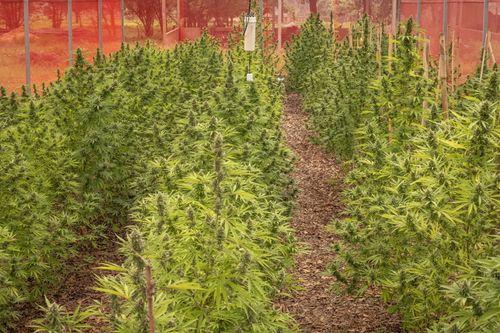 Asociación obtiene salvoconducto para cultivo de cannabis medicinal
