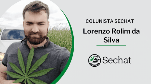 Cultivo de cannabis no Brasil: monopólio e a necessidade de regulamentação equitativa