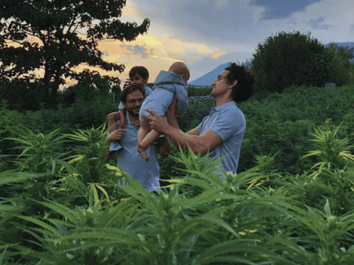 Cultivo orgânico nas montanhas eleva padrões de saúde e se destaca no mercado da cannabis medicinal