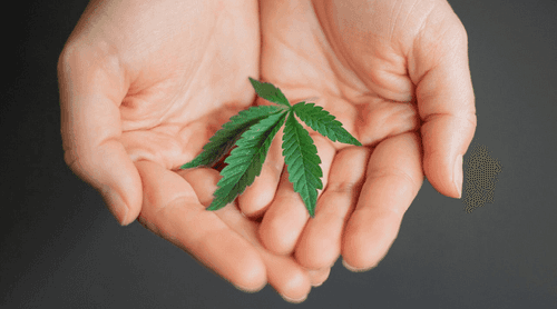 Curso gratuito sobre cannabis medicinal da UNIFESP está com vagas abertas