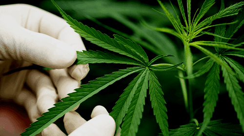 Curso gratuito sobre farmacologia dos canabinoides é oferecido para médicos